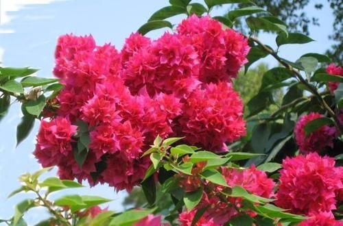  『开桃红色』三角梅的品种欣赏（完全篇）