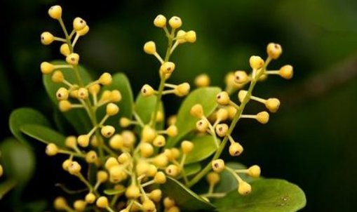  [香味]阳台种上这4种花,开窗就满屋清香,好看又好养活!