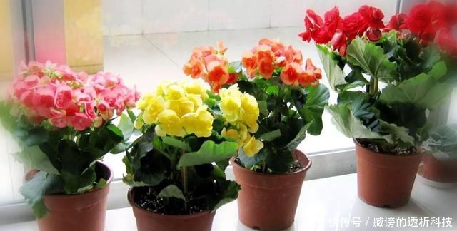  「植物」家里面的植物总不开花，原来是没注意这几点！