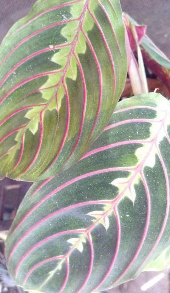  『室内观叶植物』家里养的观叶植物叶片容易腐烂、发黑，还不断黄叶枯萎，啥情况？