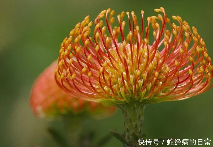 「风轮」针垫花共同繁荣,风轮花无限祝福