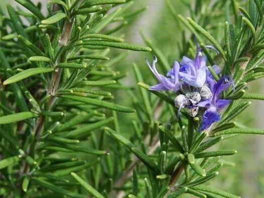 睡醒后出现4迹象, 不要怀疑, 说明毛孔已被螨虫堵得水泄不通