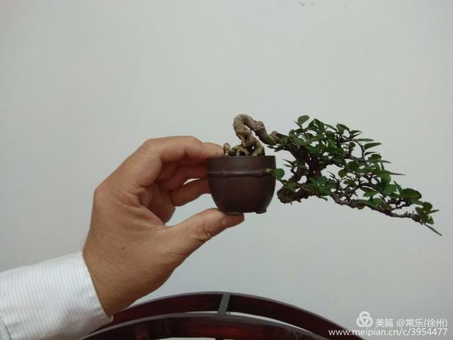 #盆协#徐州收藏家协会(盆景协会和铁路盆协)回龙窝微型盆景