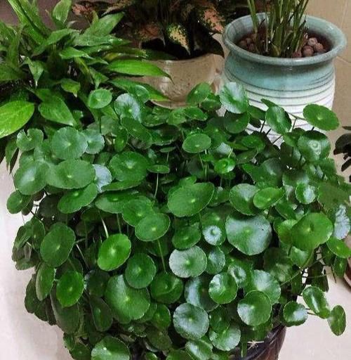  「趴下」3种花都是水葫芦，少喝一口水，叶子都趴下