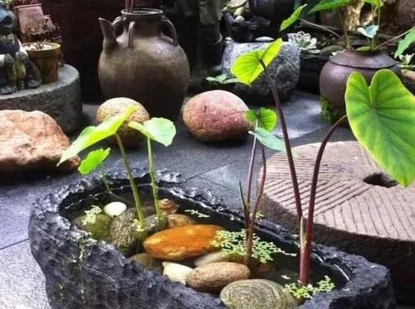  『盆栽』养花种草不实际？不如盆栽这些蔬菜，既能观赏又能食用，贼好看