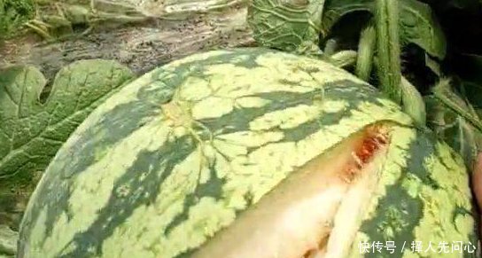 农田西瓜全部在地里炸开,农民大叔心急如焚,知道真相恍然大悟！