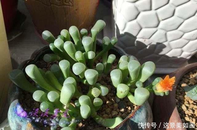  [漂亮]这么多漂亮的多肉植物，你还不动手养起来吗！