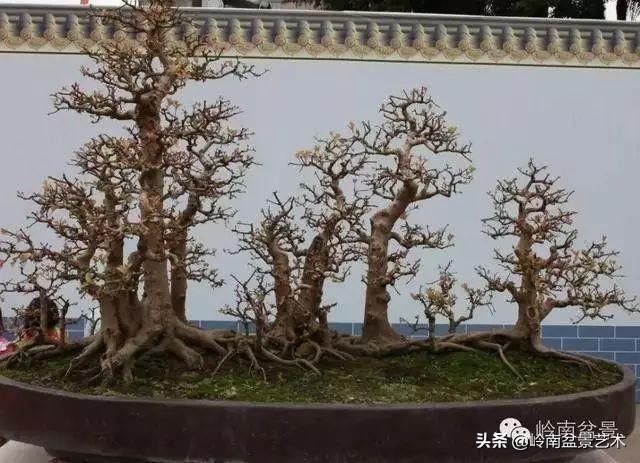 红牛盆景，牛气冲天！