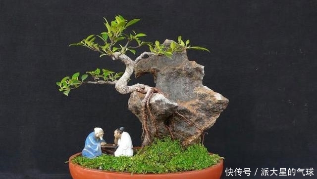 老师傅教你做盆景，从选材到动手，峡谷式山水盆景就这么简单