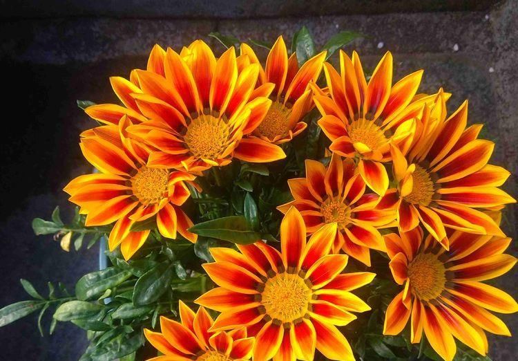 【入手】多肉植物—露薇花,花叶俱美,四季开花不停,养护容易,值得入手
