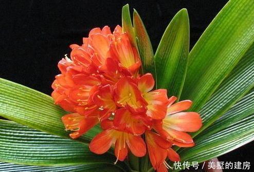喜欢|家养君子兰,这“3个”雷区千万不要踩,不然黄叶是家常便饭