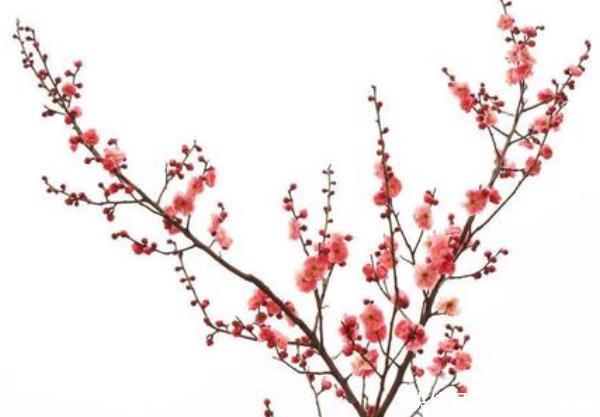 『好运』3种“好运花”,养一盆“好运连连”,尤其第三种,有钱人都喜欢