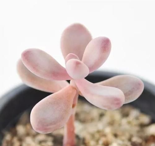  「植物」如何区分辨别，几种多肉植物中的“美人”，常见的有哪些