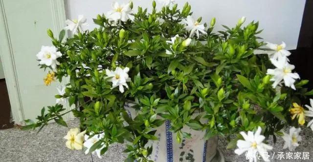 栀子花|栀子花发黄掉花苞,有2个“原因”,及时改善,叶油绿花爆满