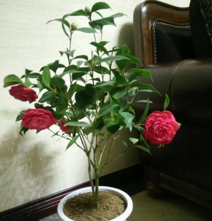 『漂亮』以下花漂亮不逊玫瑰,花色红红火火,观赏价值高,是盆栽盆景良才