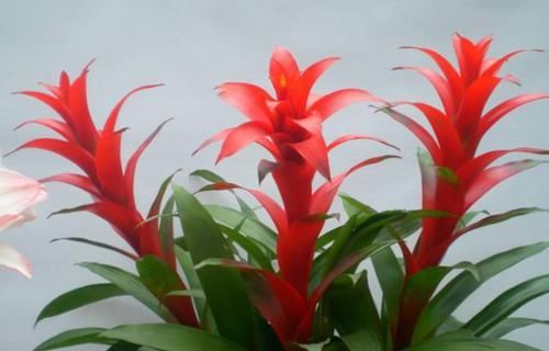  细节：养观赏凤梨，“3个”细节要注意，掌握好，花朵鲜艳1盆变10盆