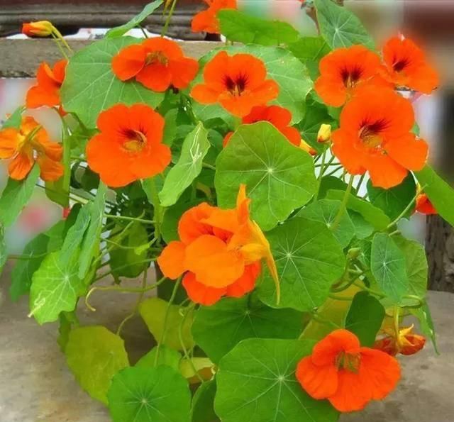  #阳光充足的环境#100种常见开花植物的养护要点与花期，快来看看有没有你喜欢的