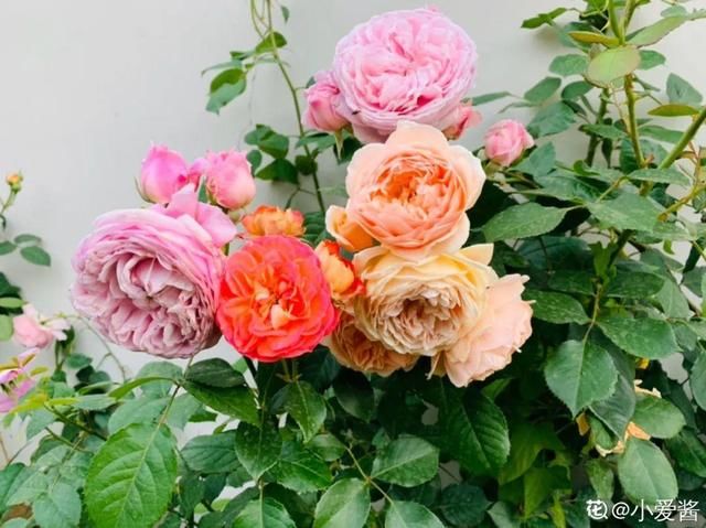 春天:20种春天爆盆花,阳台养一盆,天一暖和就开爆!
