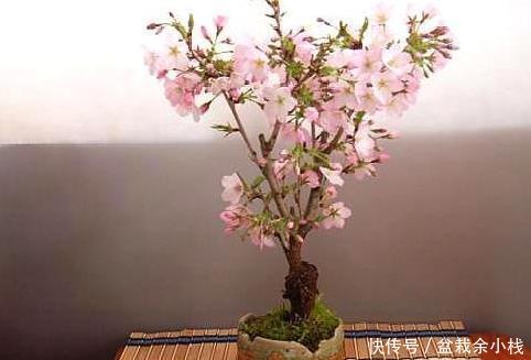 『开爆』这2种“花树”绽放“超美”,一树“粉云”太吸睛,开爆整个春天