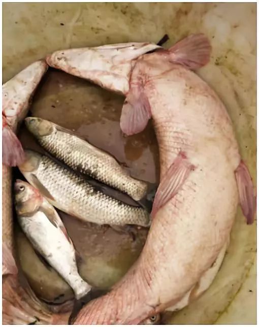 鳄雀鳝“有百害而无一利”，我国还有哪些外来水生物种？