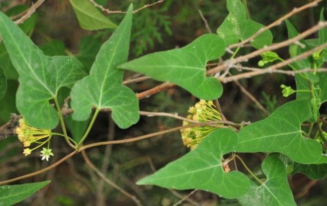  「菜田」菜田有这种野生植物，可别当作野草铲除了，价值可是相