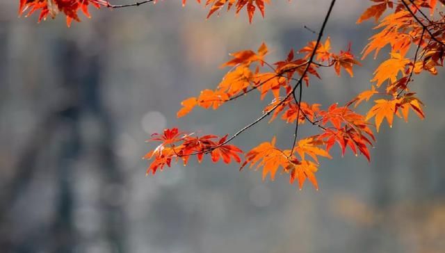 十首元曲说秋：秋叶静美，秋华如丹