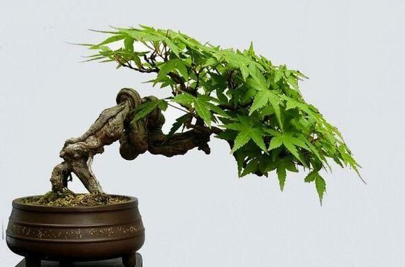 60例盆景树种，总有属于你的那棵（建议收藏）