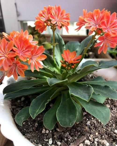  「新型」忘了绿萝吊兰，此新型植物“露薇花”，花叶俱美，三季开花