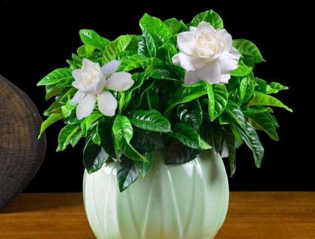  「调料」栀子花黄叶？给它加点厨房调料，叶子绿油油