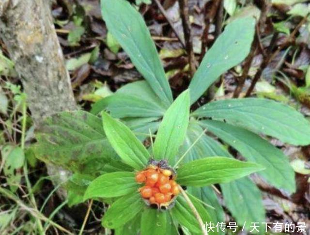 野草|在竹林,有1种野草开出“红花”,被称为“重楼”,1公斤上千元!