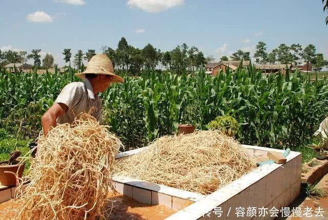 农民种植这种“豆芽菜”，“懒人”都能年收入增加十几万