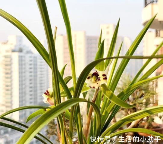 就不会出现@兰花施肥有“讲究”,四季肥料各不同,教你正确施肥“小技巧”