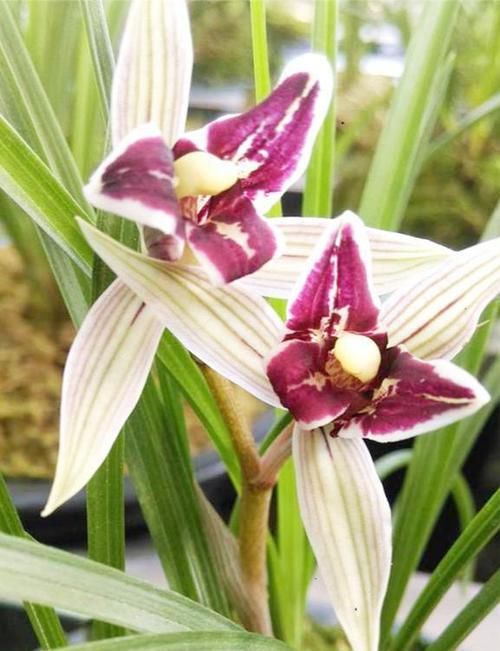  「艳丽」曾天价一苗的兰花，现已普草价，花色艳丽，花香浓郁，是养兰首选