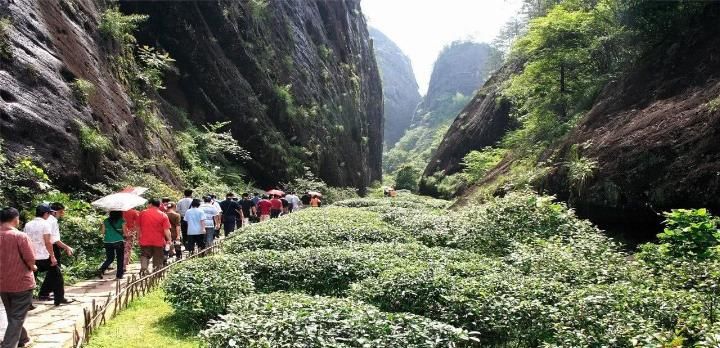  安徽■我国2棵最珍贵的树，一棵在福建，一棵在安徽，24小时专人