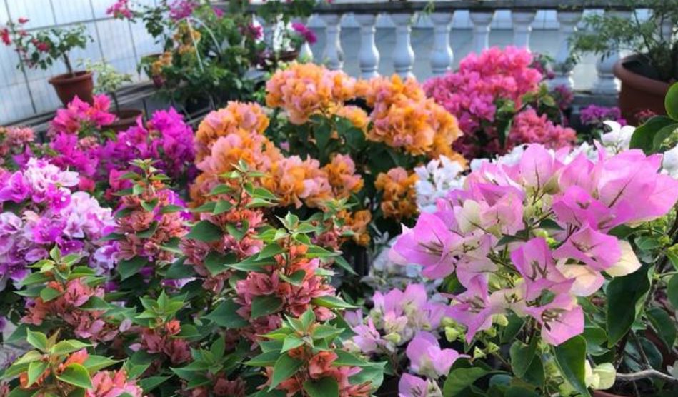 「养上」春天养上3种花,家里“四季”有花看,花量大,易爆盆,值得拥有