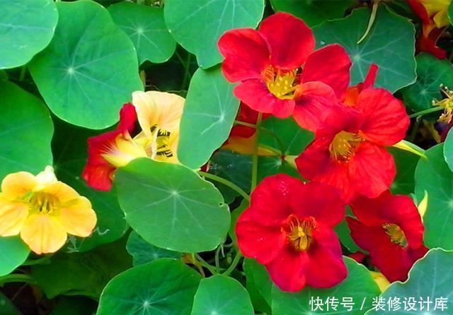 春天■适合春天种植的5种植物,既能赏花又能食用,有的还香气袭人