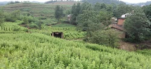  #村民#在农村，种植艾草能赚大钱，这是真的吗？