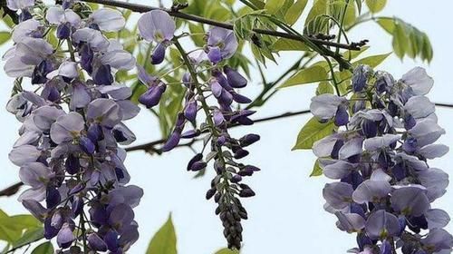  【花苞】典型的2种“爬藤花”，容易养，阳台摆上“2盆”，花苞蹭着冒！