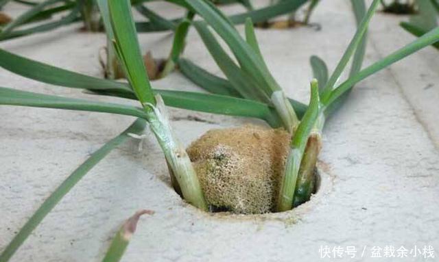 『韭菜的营养』阳台种韭菜，一根水管就可以了，不用土也长势旺，足够一家人吃