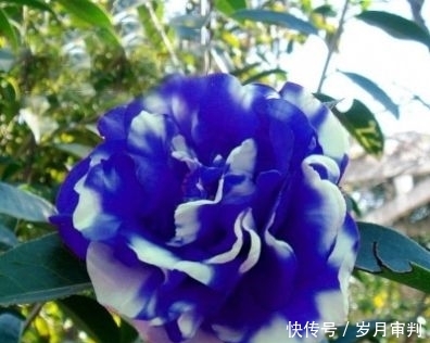 『 漂亮』成熟漂亮有气质，到哪都有无数追求者，越老越有魅力的三生肖女