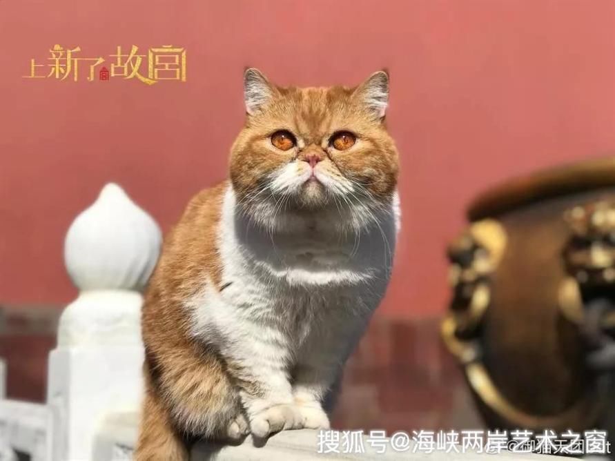             北京故宫御猫雕像萌翻女游客　成打卡新圣地