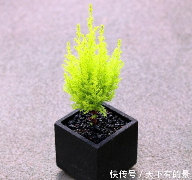 睡眠|睡眠不好,可以养盆香松小盆栽,好看好养还助睡眠