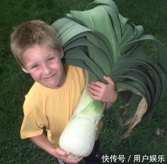 一农民频频种出巨型蔬菜,拿三套别墅,他们都不肯透露其中的秘密！