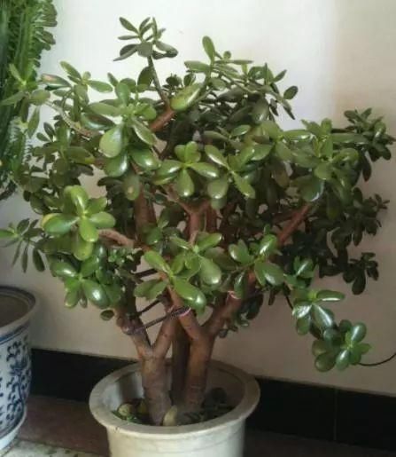  「植物」客厅最适合养这“3种”植物，越“老”越好看，养1盆都感到值！