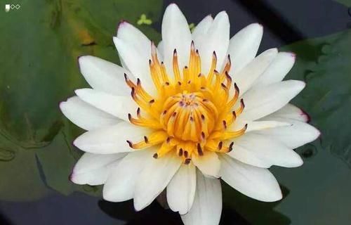 『艳丽』此花花色艳丽多样,花朵层层叠叠,高贵典雅,适合家庭养护