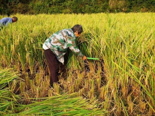 所谓的发达国家到底是怎样的？看看法国和韩国，你还羡慕吗？
