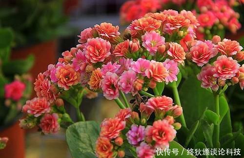  【长寿花】3月扦插正合适，4种花掐片叶子丢土里，1盆轻松变10盆