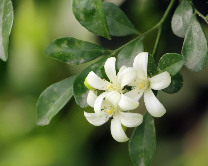  [养盆]乡间趣事！阳台养盆“香水花”，花匠教你5招，花朵洁白精致，花香香飘九里