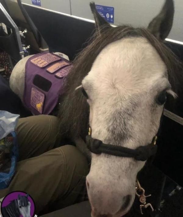  [座位]乘客们坐飞机出行，突然发现飞机上座位旁有匹小马，正在