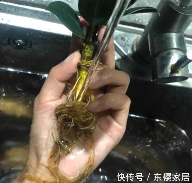 #试试#养不好的花,试试无土水培,几天长出大白根,还能开花呢!